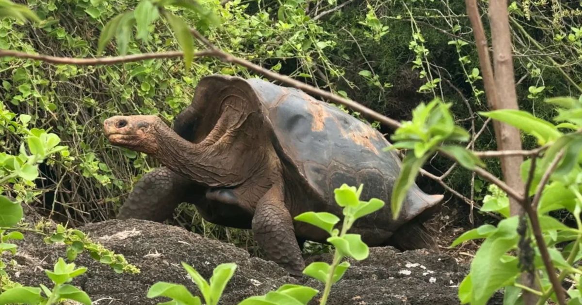 Tartaruga com carapaça incomum encontrada nas Ilhas Galápagos