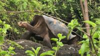 História das tartarugas-gigantes de Galápagos é um conto de piratas: agora,