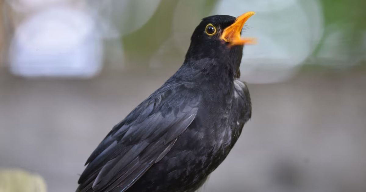 Ilustração de um melro-preto cantando em um jardim