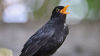 Corvos tomam decisoes duas vezes mais rápido que humanos, conclui pesquisadores da Alemanha
