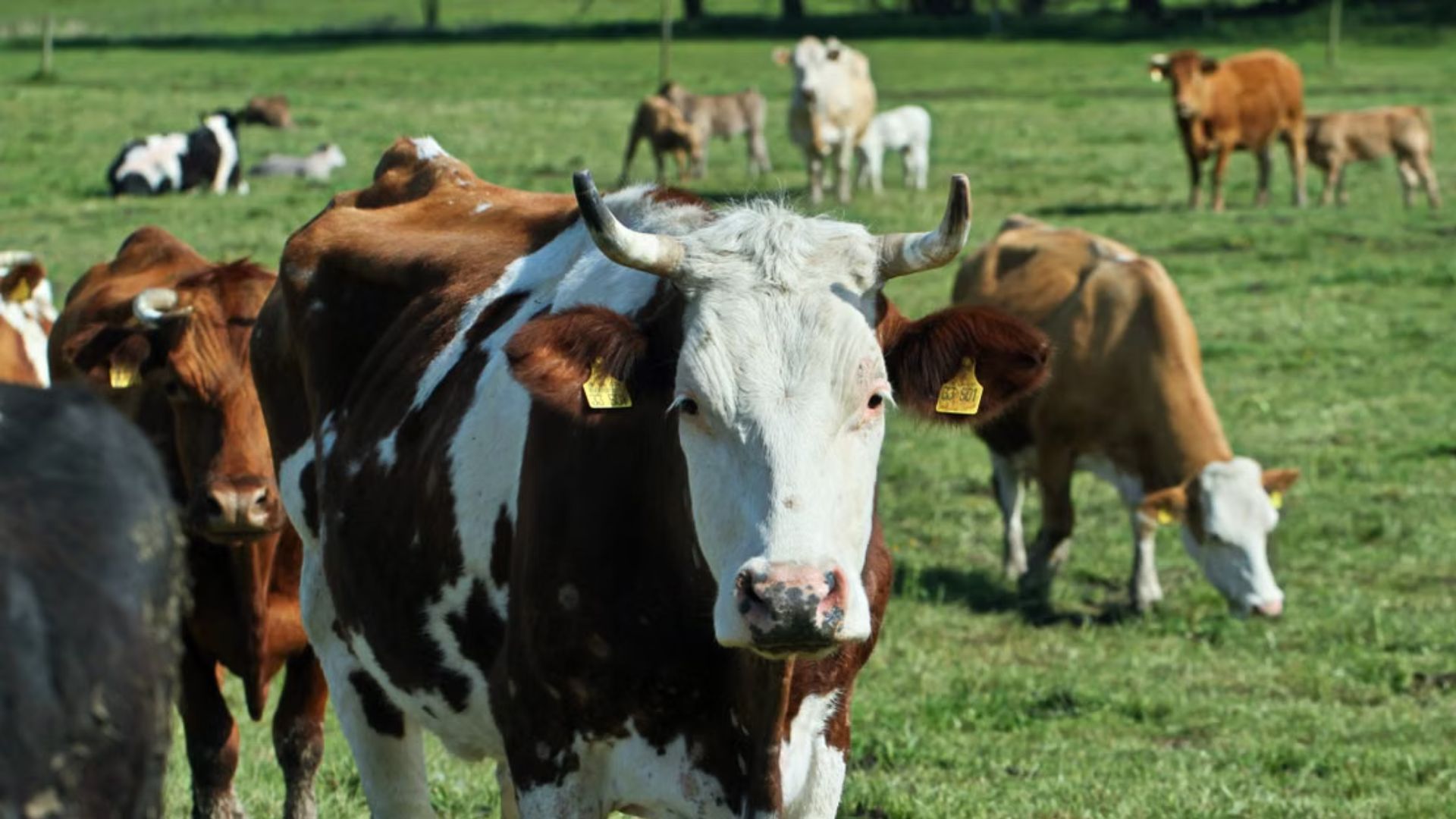 Esse tipo de comportamento está relacionado à transmissão social de informações, quando a presença ou a ação de um animal influencia o comportamento de outros. Em bovinos, pesquisadores já observaram que animais sem experiência podem se adaptar mais rapidamente a determinadas situações quando estão acompanhados por indivíduos que já conhecem aquele ambiente.
