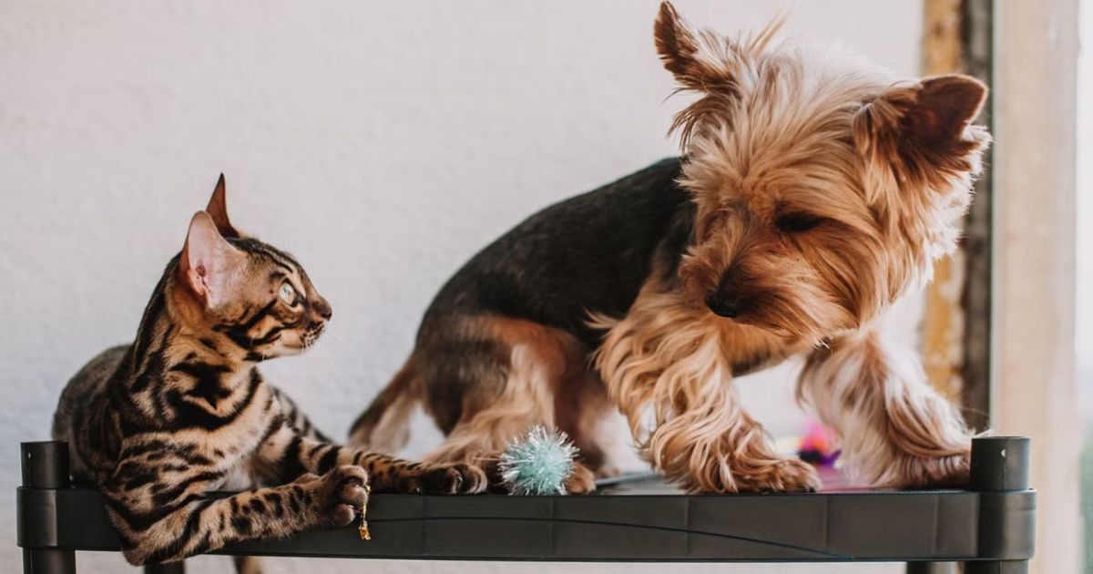 imagem ilustrativa de cão e gato escondendo objetos na casa
