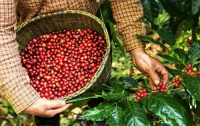 Café arábica recua em Nova York com avanço da colheita no Brasil