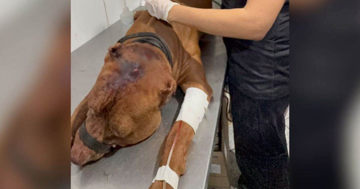 Criança de 3 anos morre após ser atacada por pitbull na zona Oeste do Rio