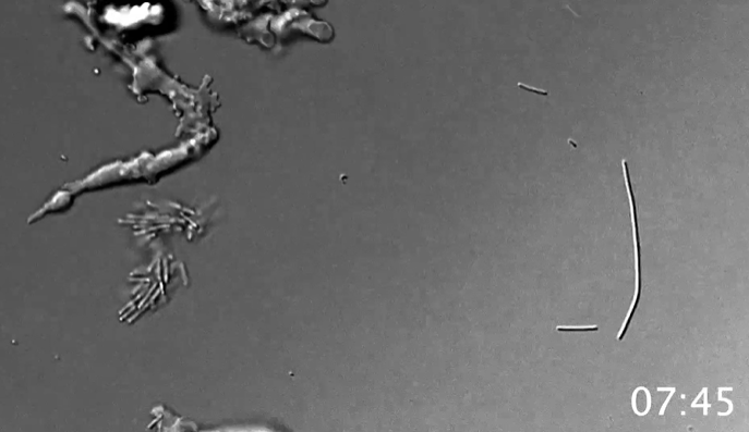 CÉLULAS BACTERIANAS
