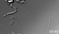 Nasa testou limites da 'ameba do fogo' a 60ºC com sucesso, subiu para 66ºC e depois a impressionantes 70ºC; organismo seguiu vivo até o limite de 80ºC
