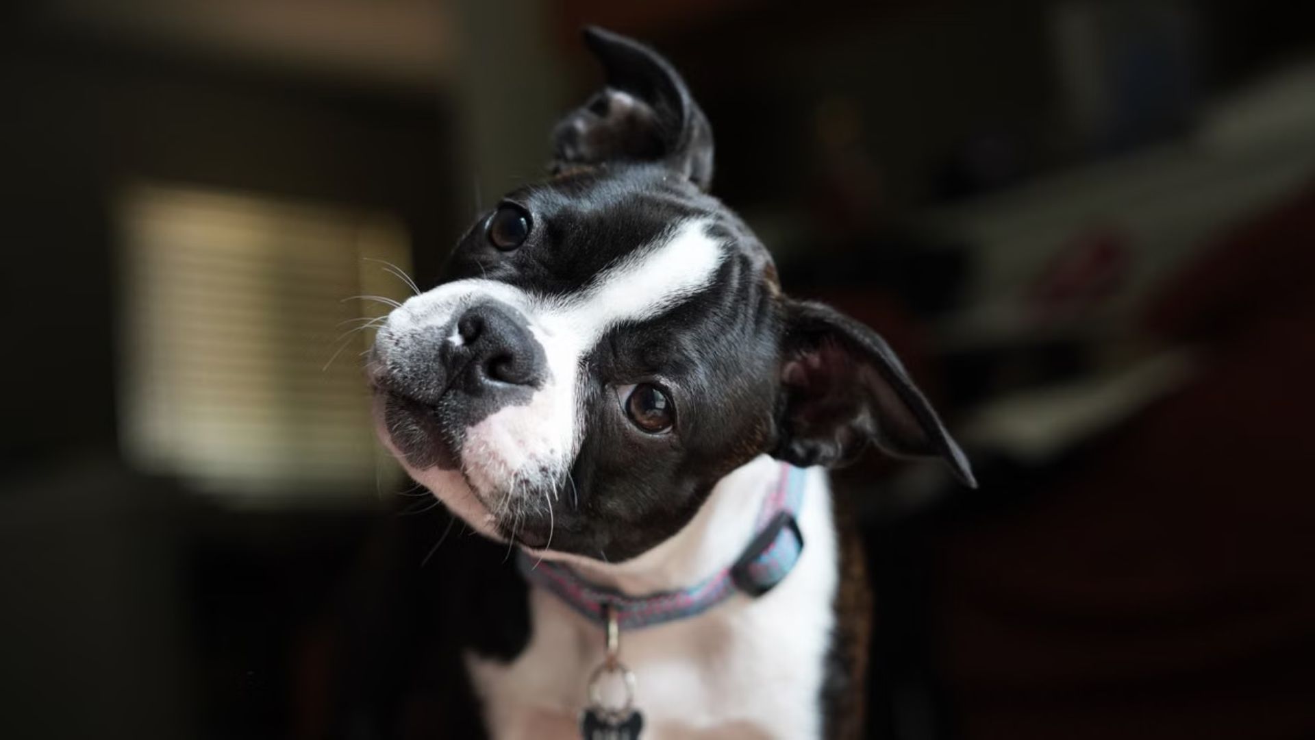 Você já falou com um cachorro e recebeu de volta aquele olhar atento acompanhado da cabeça inclinada para o lado? O gesto costuma aparecer quando o animal escuta uma palavra conhecida, uma mudança na entonação ou algum som que desperta sua atenção. Apesar de parecer apenas uma reação de curiosidade, a inclinação da cabeça pode estar relacionada à forma como os cães direcionam a atenção para aquilo que estão ouvindo. O comportamento, que há anos chama a atenção dos tutores, também despertou o interesse de pesquisadores.