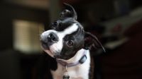 Por que os cachorros inclinam a cabeça quando ouvem certas palavras? Veja o que pode estar por trás do gesto