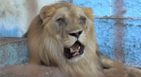 Leão que foi resgatado do 'pior zoológico da Europa' fez sinfonia de rugidos com outros animais