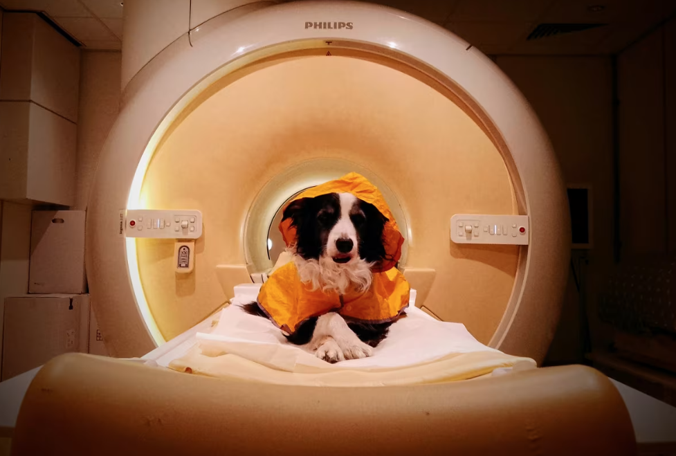 Cães de estimação treinados permaneceram acordados durante exames de ressonância magnética funcional (fMRI) no Centro de Imagem Médica da Universidade Semmelweis, em Budapeste, enquanto pesquisadores mediam sua atividade cerebral ao visualizarem imagens de rostos humanos expressando felicidade, raiva, medo e tristeza