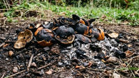 Cascas secas de laranja e limão: entenda por que queimá-las no quintal pode espantar os pernilongos de dentro de casa