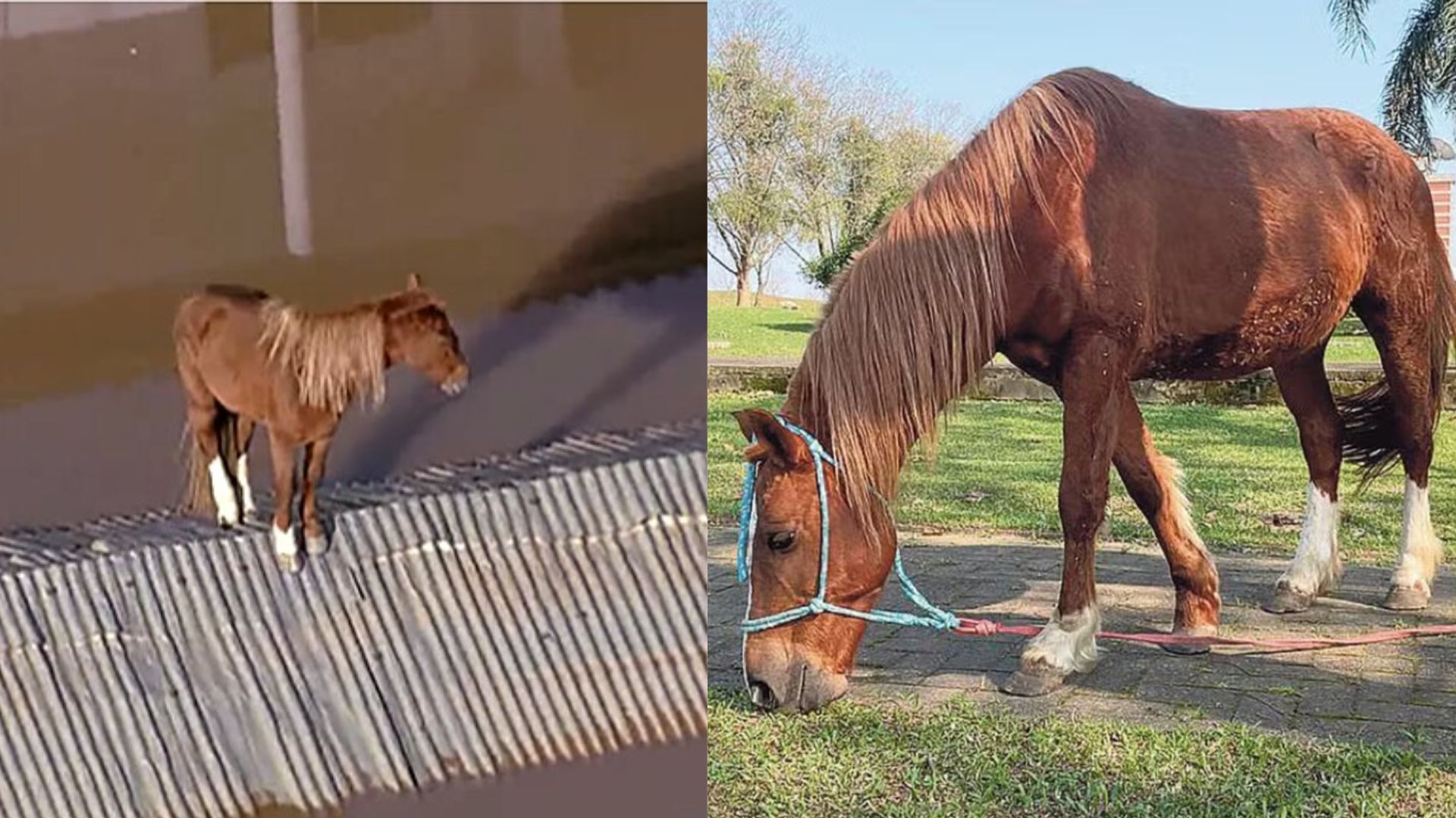 Cavalo Caramelo, símbolo de resistência nas enchentes no RS, pode ser pai: conheça quem é a nova "pretendente"