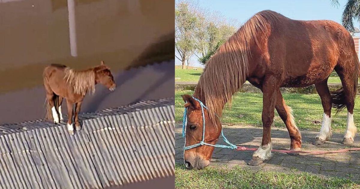 Cavalo Caramelo, símbolo de resistência nas enchentes no RS, pode ser pai: conheça quem é a nova “pretendente” que chegou para morar no mesmo local