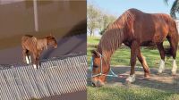 Cavalo Caramelo, símbolo de resistência nas enchentes no RS, pode ser pai? Veja quem é a nova "pretendente" que chegou para morar no mesmo local