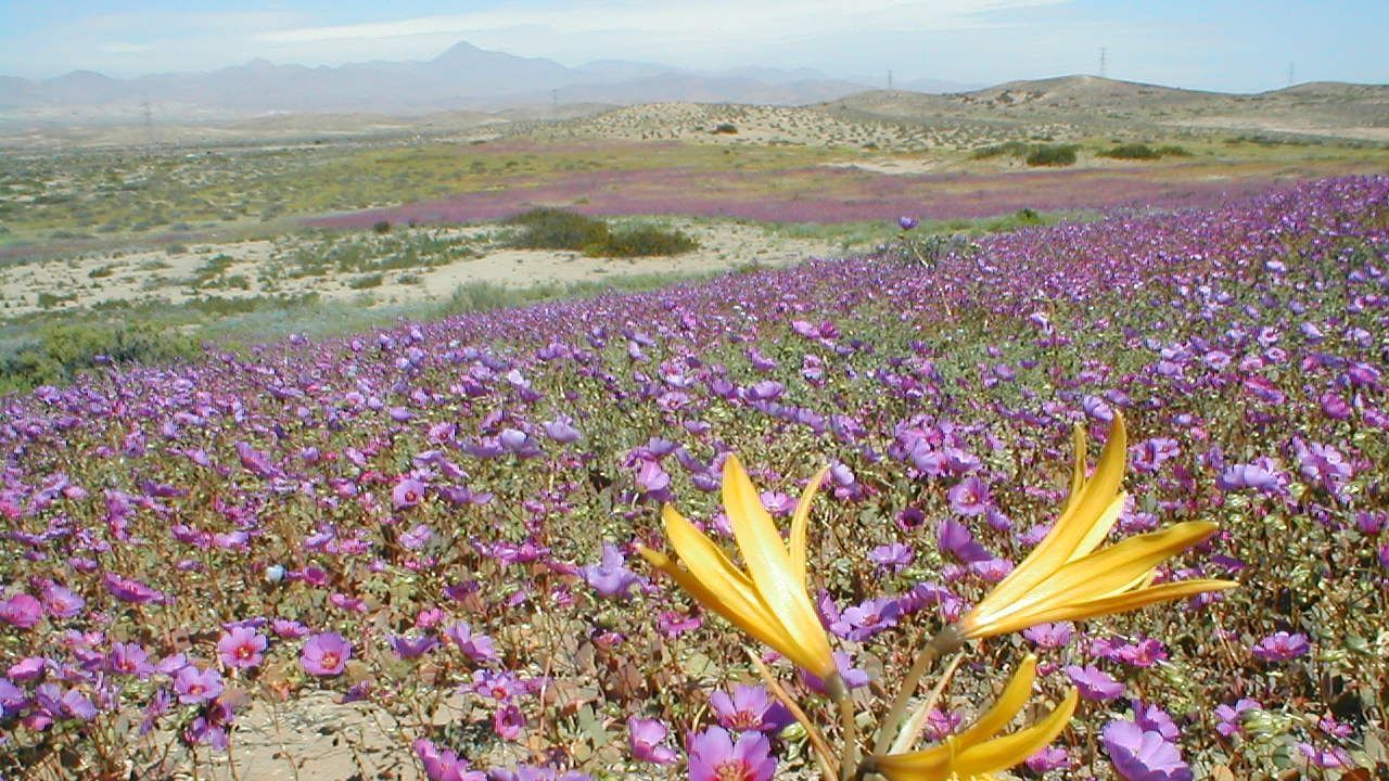 Flores desabrocham em meio ao deserto no Atacama, Chile