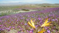 Deserto florido: Atacama pode ter maior floração em duas décadas e as primeiras flores já estão desabrochando