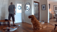 "O pior cão de guarda": câmera de segurança flagra reação hilária de golden retriever ao ver ladrão invadindo casa