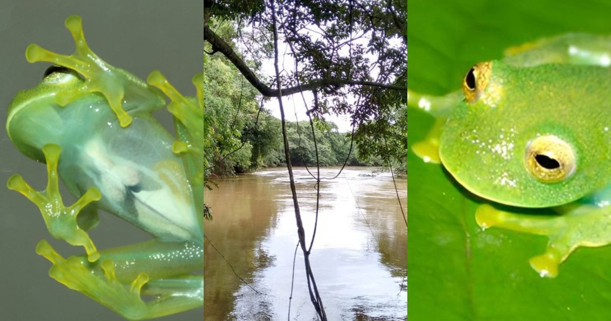 Nova espécie de rã-de-vidro descoberta em Goiás