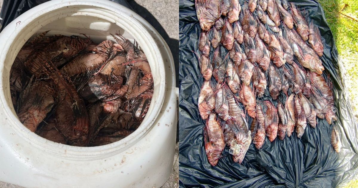 Peixes-leão capturados na costa de Porto Seguro, Bahia.