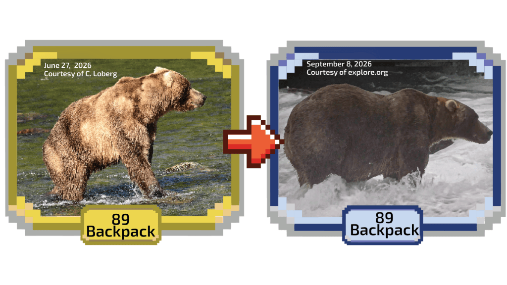 Um urso marrom em um rio do Alasca em dois momentos do ano: um antes do verão, com peso menor e pelo mais claro, e o outro no fim do verão, pré-hibernação, com maior peso e pelo mais escuro