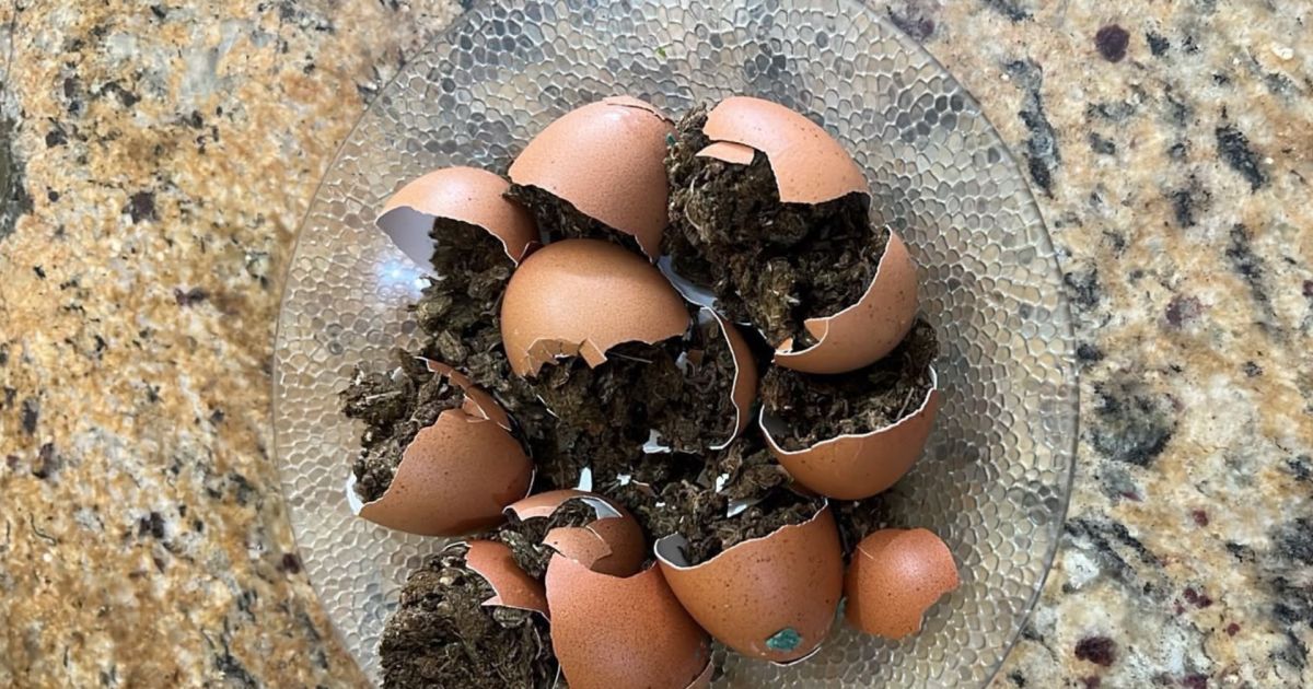 ‘Omelete de maconha’: visitante tenta entrar com ovos recheados de droga no presídio na PB