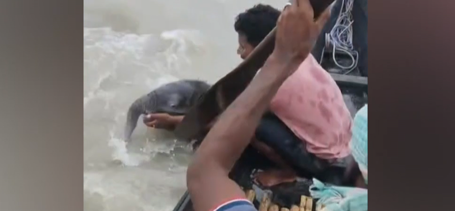 Filhote de elefante sendo resgatado nas águas do Rio Teesta, próximo à barragem de Gajoldoba, no estado de Bengala Ocidental, na Índia