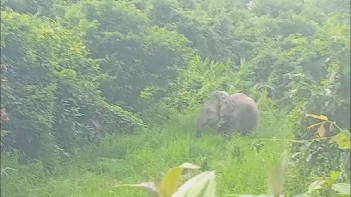 Vídeo: Dançarinos causam revolta ao dar cerveja a lhama no Peru