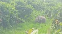 Vídeo: Elefante é resgatado com pneu preso no pescoço na Índia