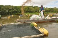 El Niño reduz farelo de peixe do Peru e pressiona custos da aquicultura