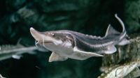 Peixe pode viver mais de 400 anos e atravessar séculos: como o esturjão dos Grandes Lagos consegue viver tanto?