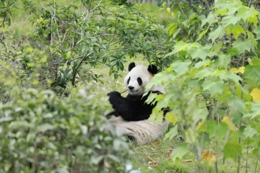 Pandas gigantes nos EUA: Entenda a “diplomacia” da China com os ursos