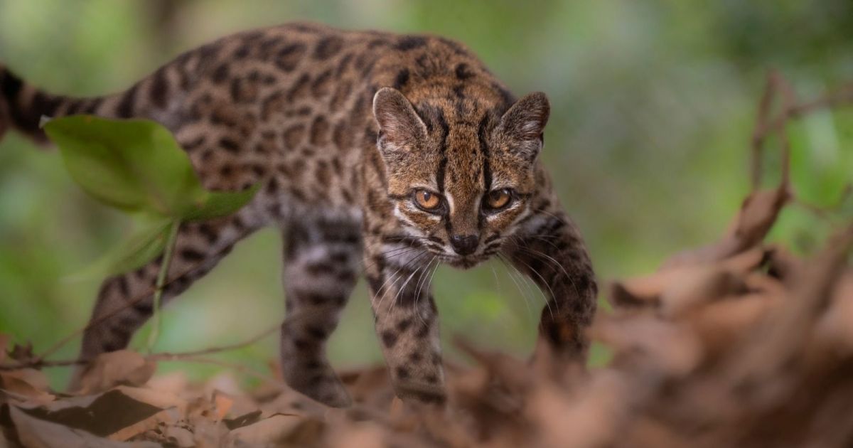 Ilustração do gato Tilcayo na floresta de Yungas, Bolívia