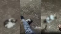 Influenciadora é presa após gravar agressão a filhote de shih-tzu em MS