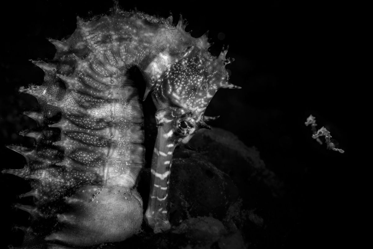 Concurso Fotógrafo Oceânico do Ano nomeia vencedores de 2026; veja imagens