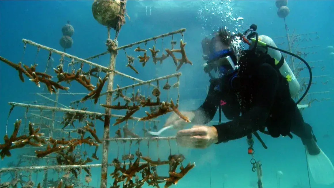 Ken Nedimiyer durante mergulho subaquático para implantar corais no fundo do mar