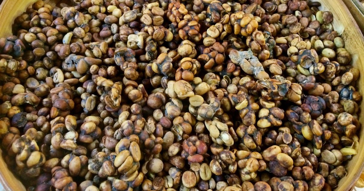 Grãos de café do Kopi Luwak em uma tigela, ao lado de uma civeta.