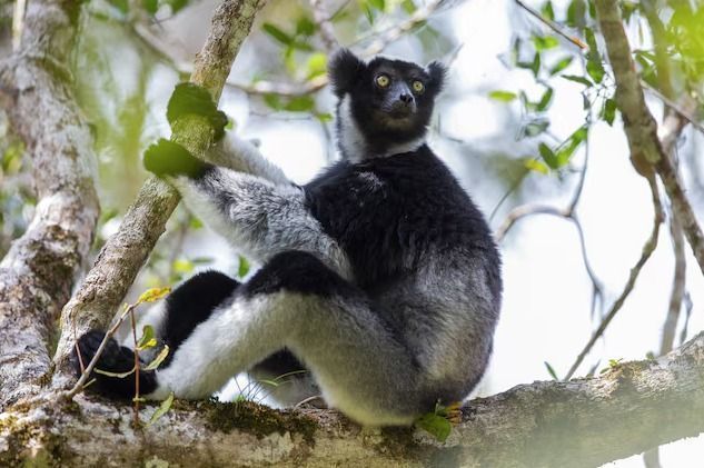 Indri, lêmure de Madagascar, ajustando a boca enquanto canta na floresta tropical.