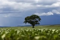 Foi plantada em 1825 para alimentar a população; 200 anos depois, tornou-se uma árvore invasora