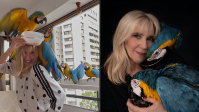 Araras retribuem carinho com visitas diárias à janela de mulher que conquistou sua confiança; entenda por que há tantas aves dessa espécie na Venezuela