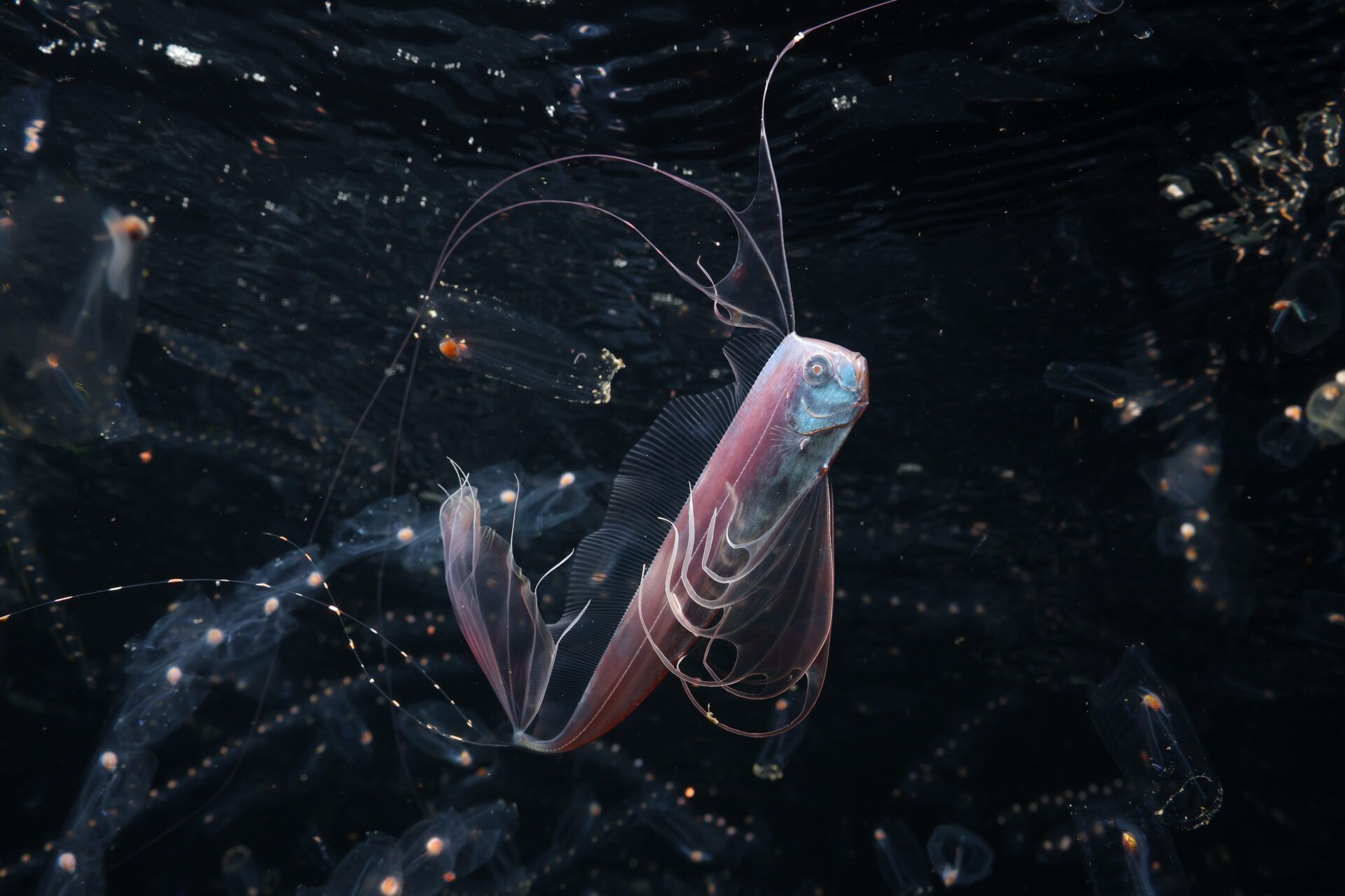 O Oceano Invisível Mundos Ocultos • Mitsuna Kawai