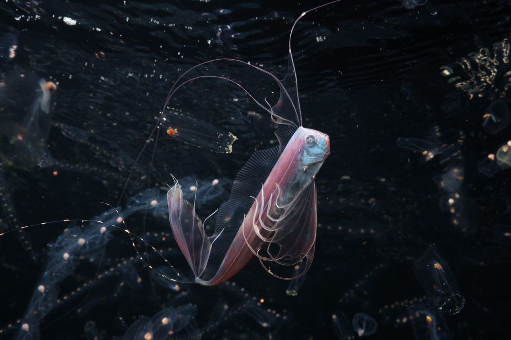 O Oceano Invisível Mundos Ocultos • Mitsuna Kawai