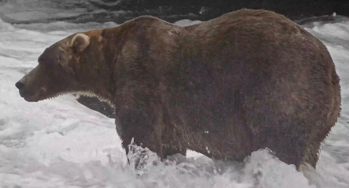 O urso ‘mais gordo’ do Alasca se chama Mochila, tem mãe famosa e é descrito como ‘gigante gentil’