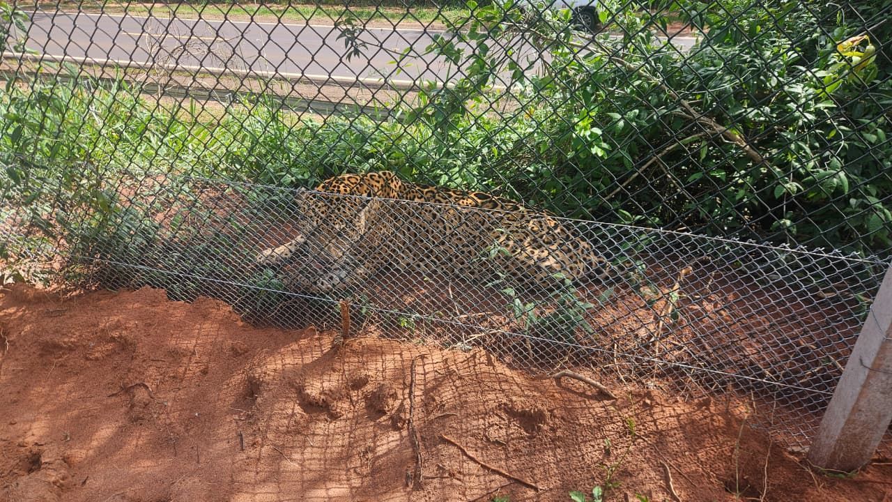 Imagem de destaque do post: Onça-pintada é encontrada em SP após caminhar dezenas de km por rodovia