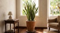 Onde colocar a espada-de-são-jorge em casa? Veja a posição certa segundo o Feng Shui