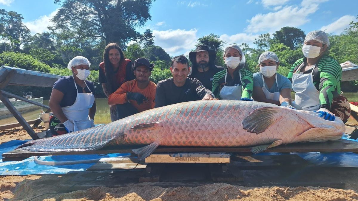 Onça-pintada do Exército Brasileiro bate recorde mundial de longevidade e entra no Guinness World Records com 25 anos e 90 dias de idade