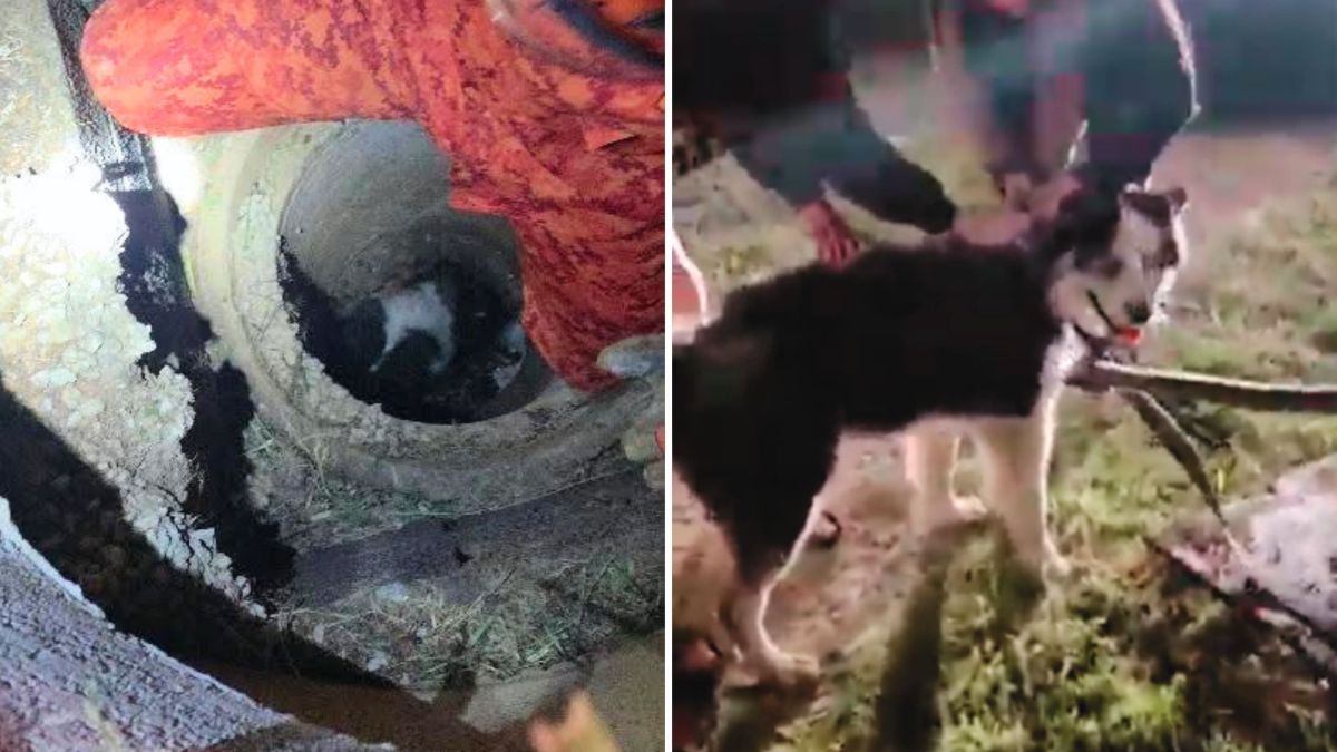 Biólogo mostra “desespero” de gambás durante resgate em residência