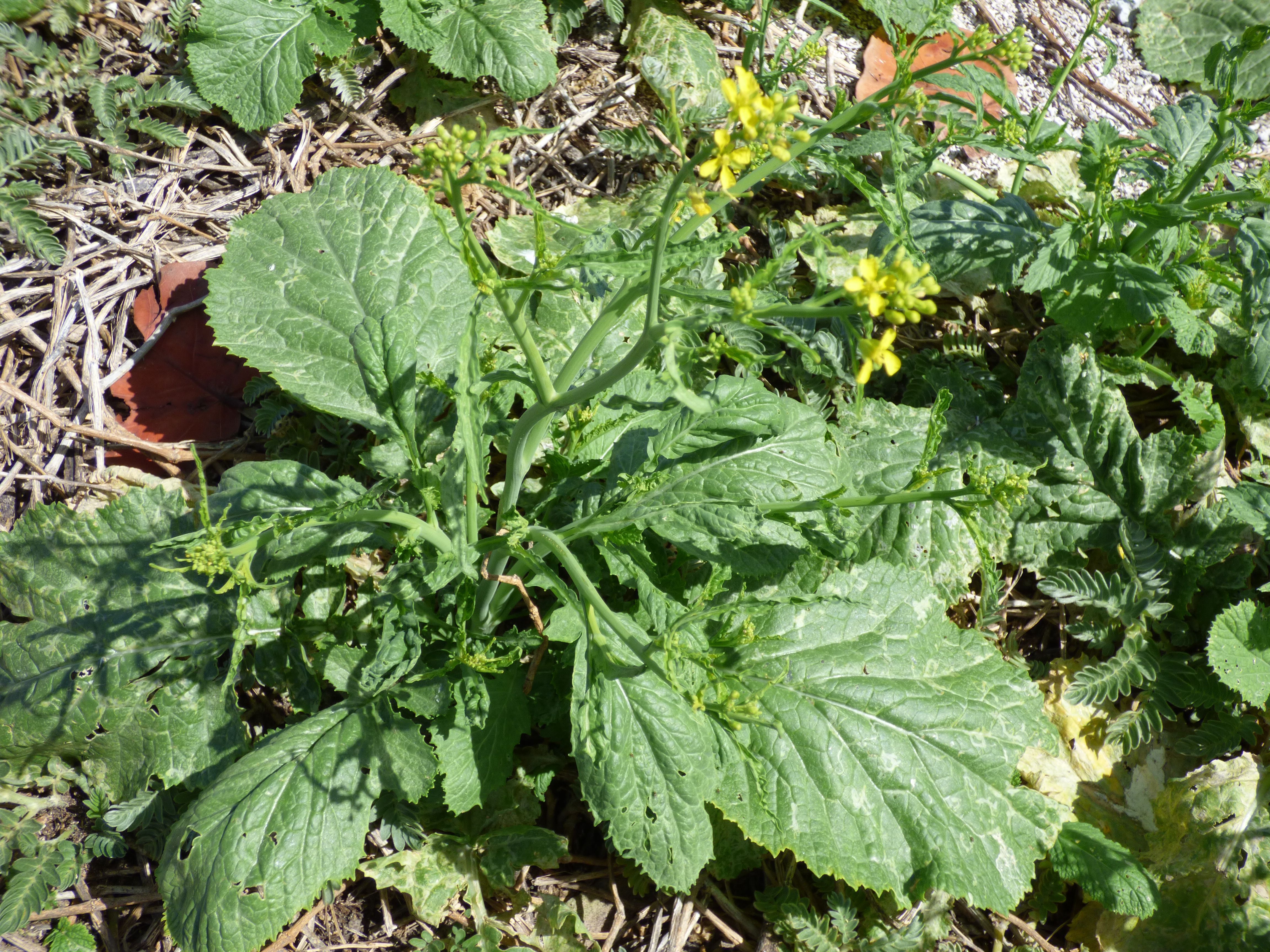 Starr-150328-0807-Brassica_juncea-flowering_habit-South_Eastern_Island-Midway_Atoll_(24973637740)