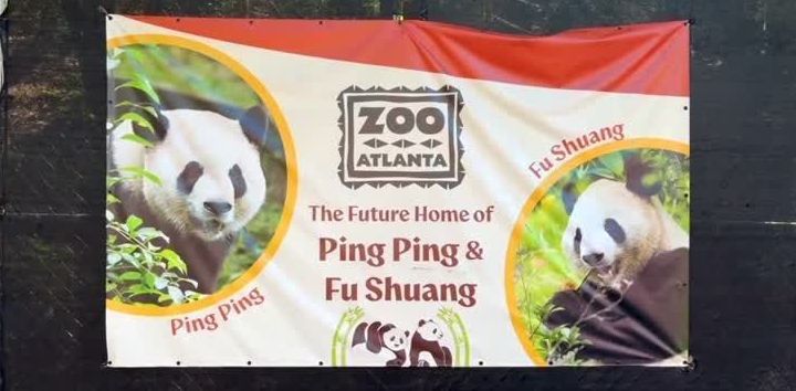 Visitantes do Zoológico de Atlanta ansiosos para ver os pandas gigantes Ping Ping e Fu Shuang. • REUTERS