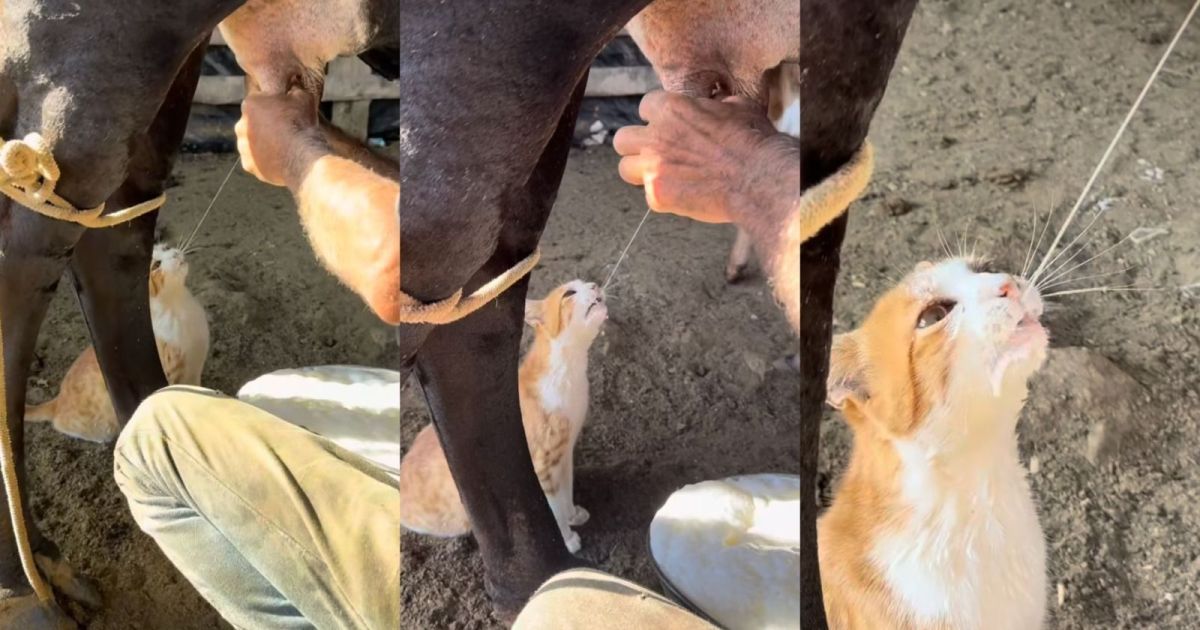 Gato bebendo leite diretamente da vaca durante ordenha em fazenda de Itatiaiuçu
