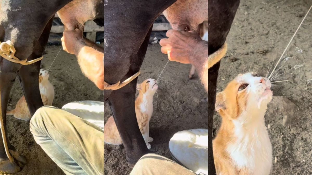 Felino toma leite direto da fonte e divide tetas com bezerro: “Um peito é do gato e o outro é do bezerro!”, diz vaqueiro